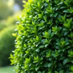 descubra como cuidei do buxo por 30 dias e ele ficou denso e brilhante. dicas eficazes para manter suas plantas saudáveis e bonitas.