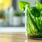 descubra os resultados incríveis de cultivar plantas na água por 30 dias. veja como essa técnica simples pode transformar o cultivo de suas plantas de forma prática e eficiente.