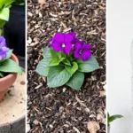 descubra o que aconteceu ao plantar violeta africana em vaso, canteiro e garrafa pet. dicas práticas para cuidar e aproveitar ao máximo suas plantas em diferentes ambientes.