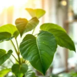 descubra por que suas begônias permanecem sem pintas mesmo com cuidados adequados e aprenda a identificar os sinais para manter suas plantas saudáveis.